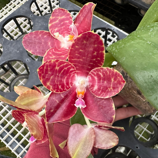 Phalaenopsis Yaphon Giganboy 'Peter' 240308 Flowering