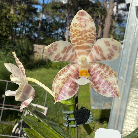 Phalaenopsis LD Green Tiger x Mituo Speciosa Dragon 250507 Flowering seed grown