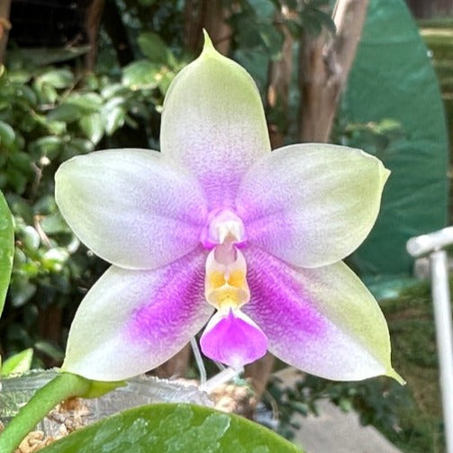 Phalaenopsis FANGtastic News - Seed Grown