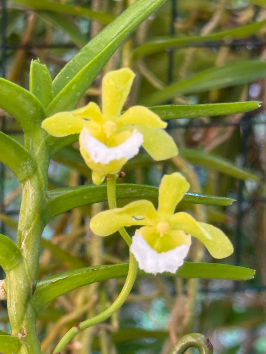 Vanda (Christensonia) vietnamica