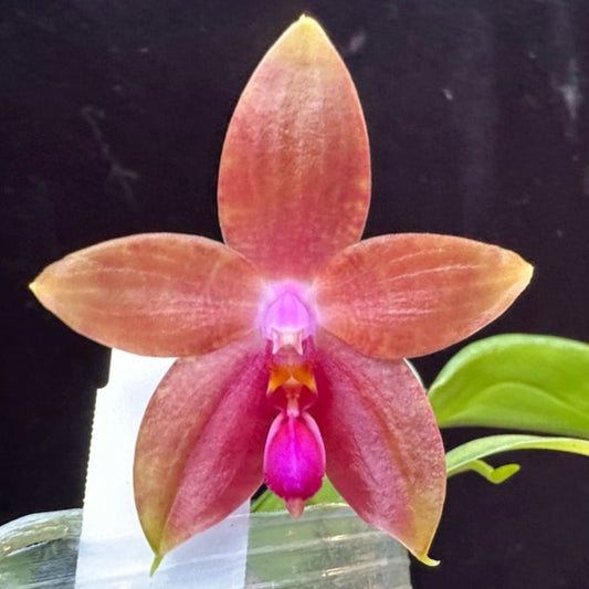 Phalaenopsis (Princess Kaiulani f. flava x CTL Taichung Girl) 240203 Flowering