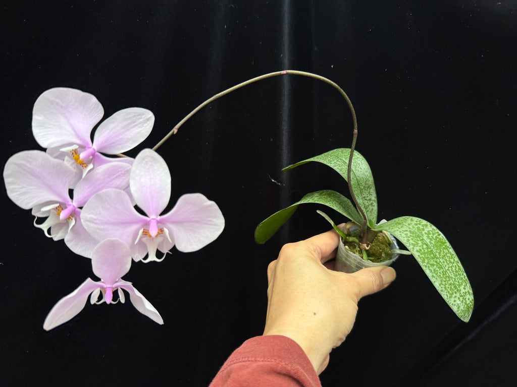 Phalaenopsis Rothschildiana 221108-1 Flowering