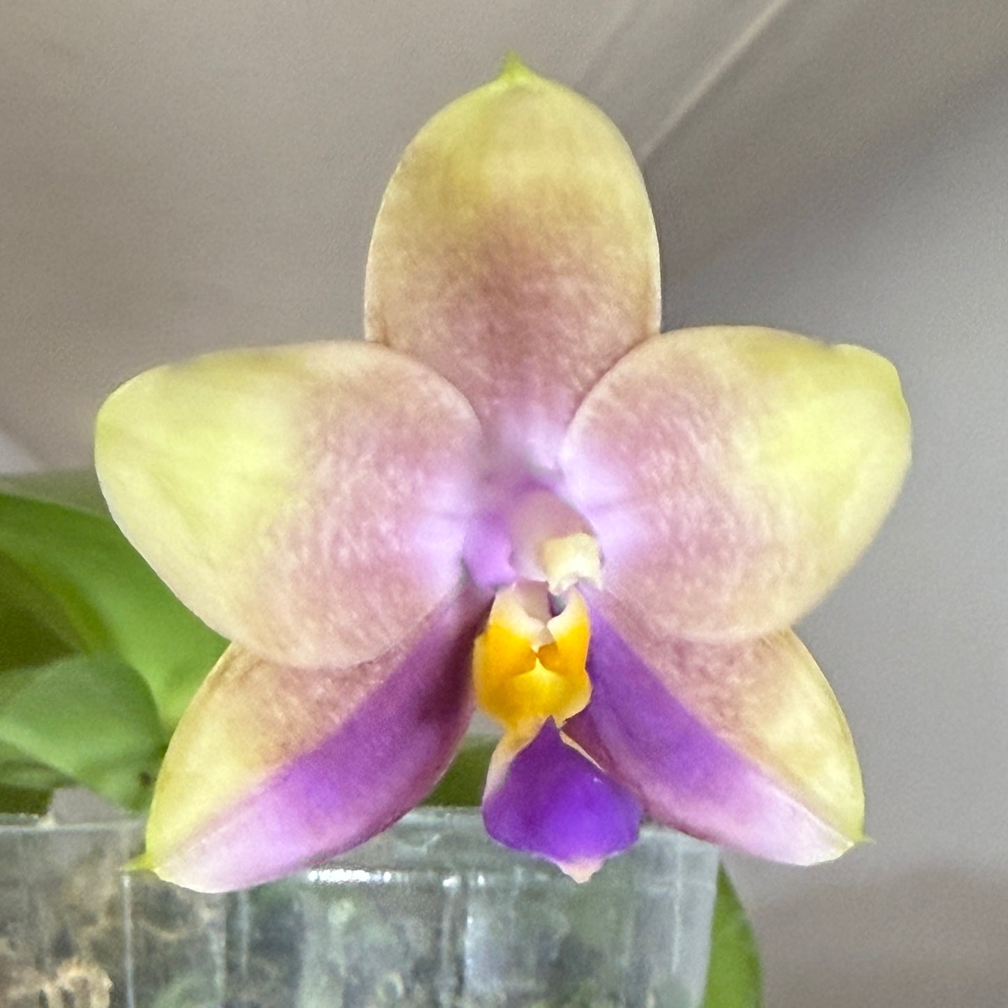 Phalaenopsis FANGtastic News - Seed Grown