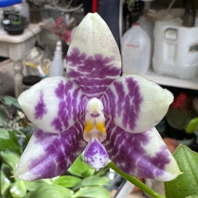 Phalaenopsis (Lioulin Blue Peacock X Lioulin Blue Parrot) KM3461