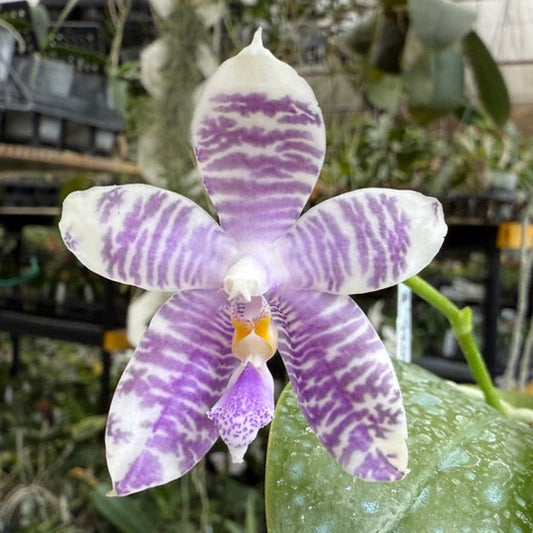Phalaenopsis (Yaphon Blue Jewel X Lioulin Blue Peacock) 2505-5 Flowering 3 spikes