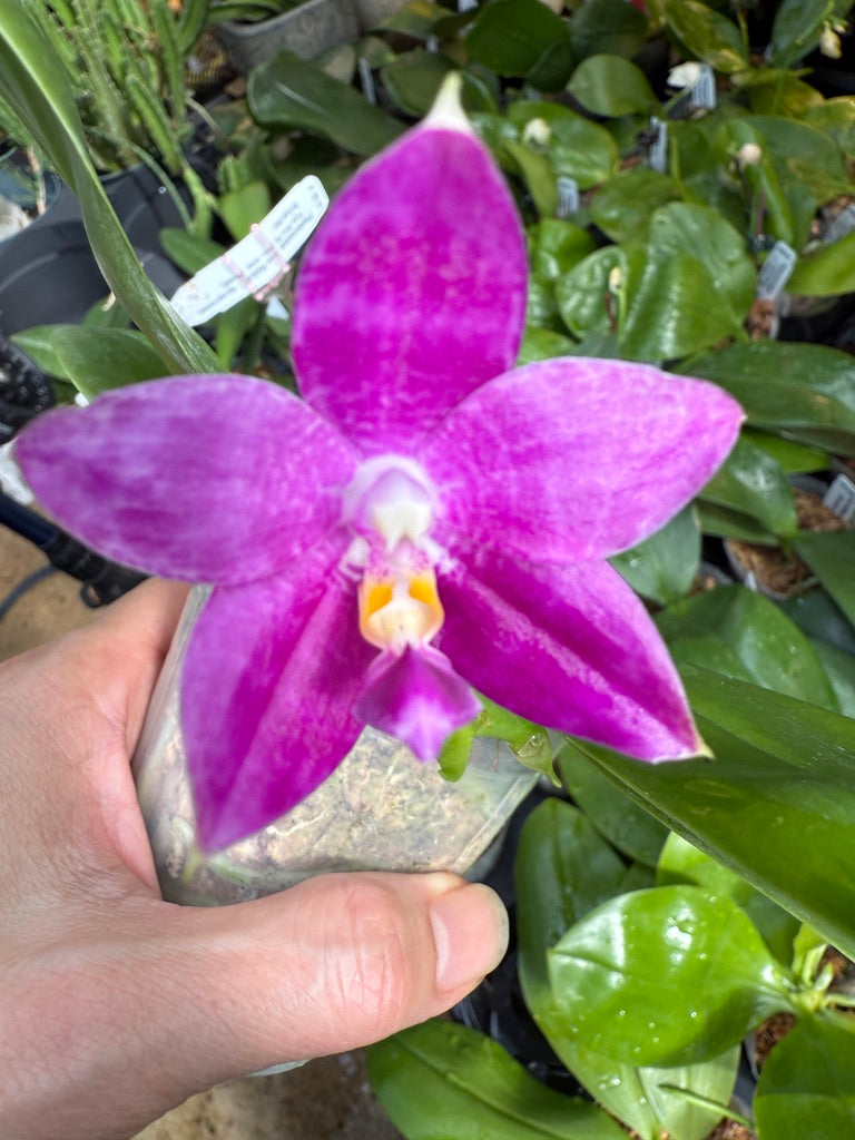 Phalaenopsis (Jennifer Palermo X Mituo Purple Dragon)  - QA-026 - Seed Grown