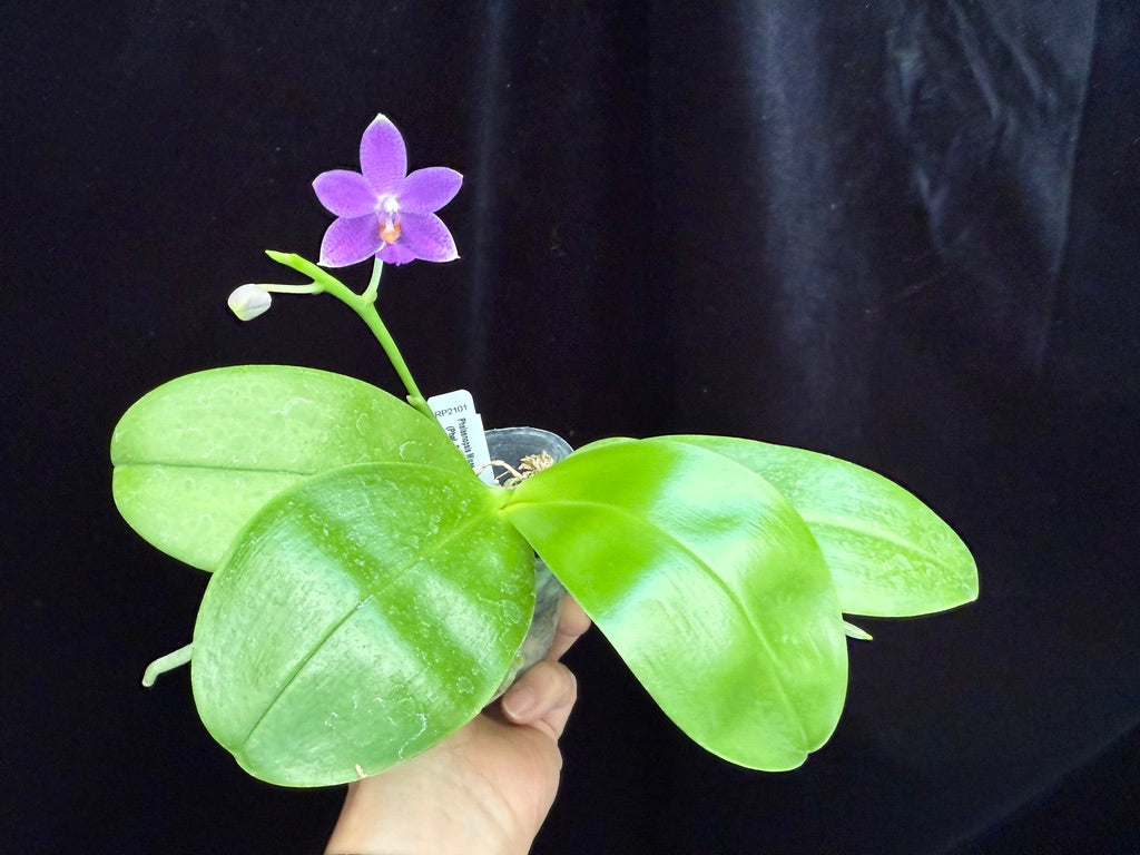 Phalaenopsis Micaels Songshan 250509 Flowering