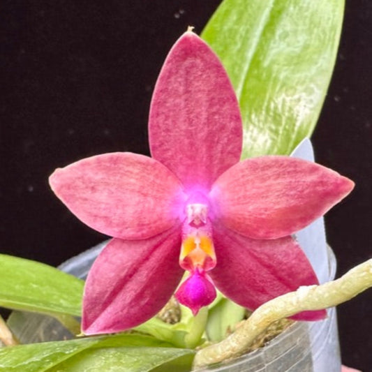 Phalaenopsis (Princess Kaiulani f. flava x CTL Taichung Girl) 240204 Flowering