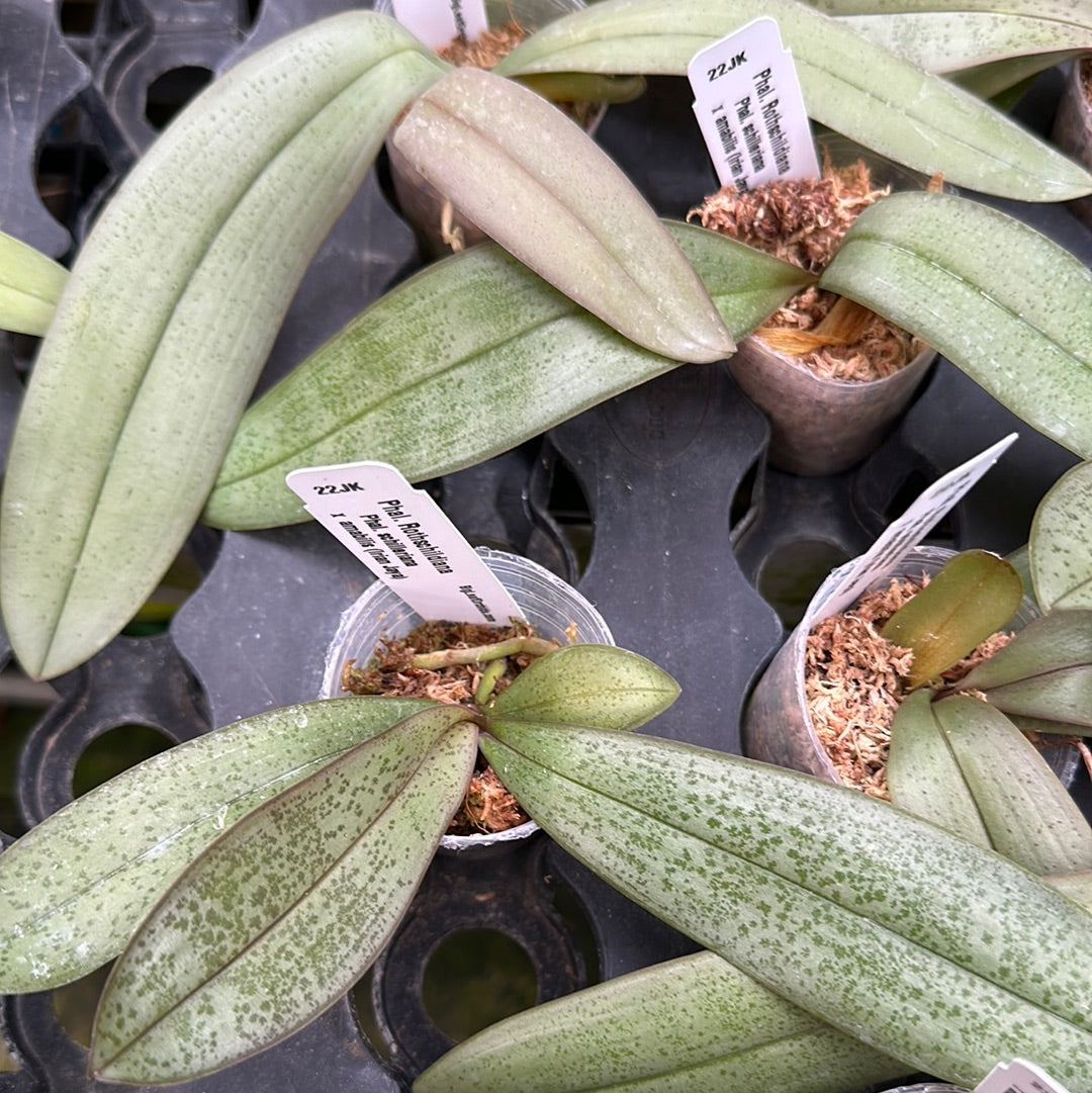Phalaenopsis Rothschildiana (schilleriana x amabilis) - Seedlings