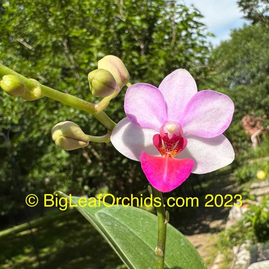 Phalaenopsis Liu's Berry 230915 Flowering
