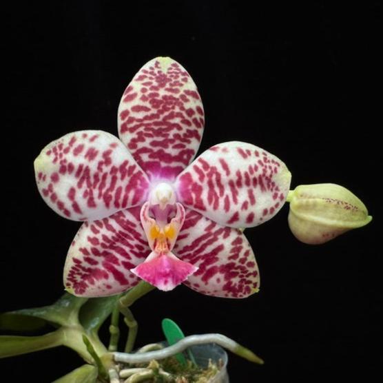 Phalaenopsis Sogo Lobby 240823 Flowering 2 spikes