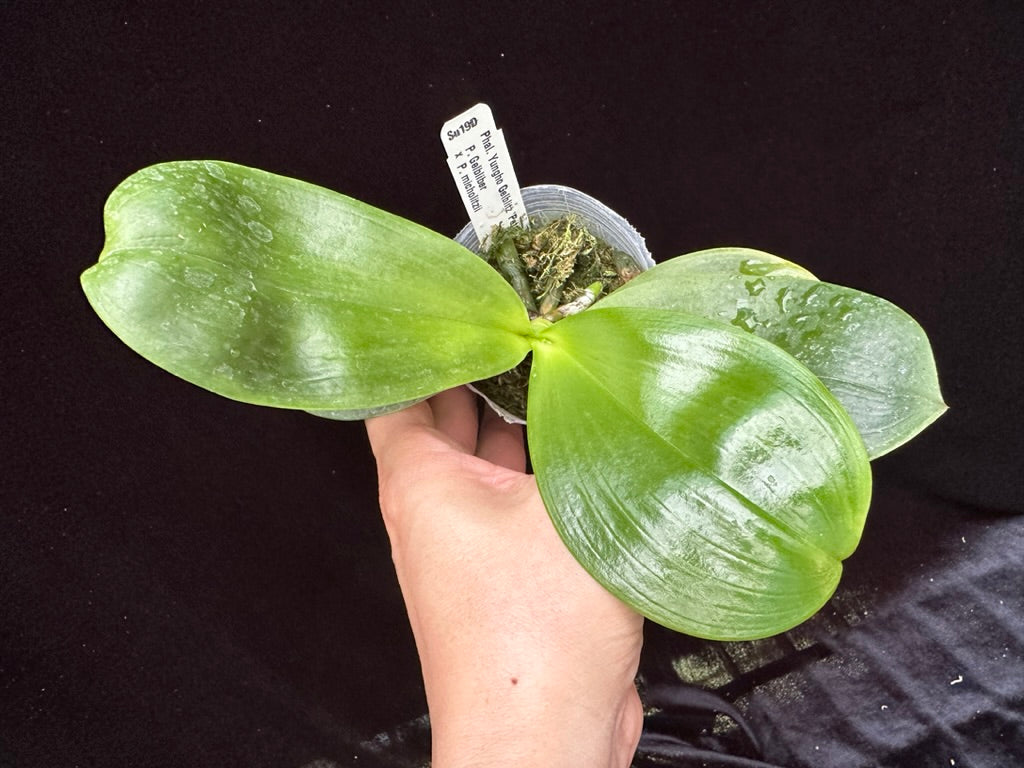 Phalaenopsis Yungho Gelblitz 'Peter'
