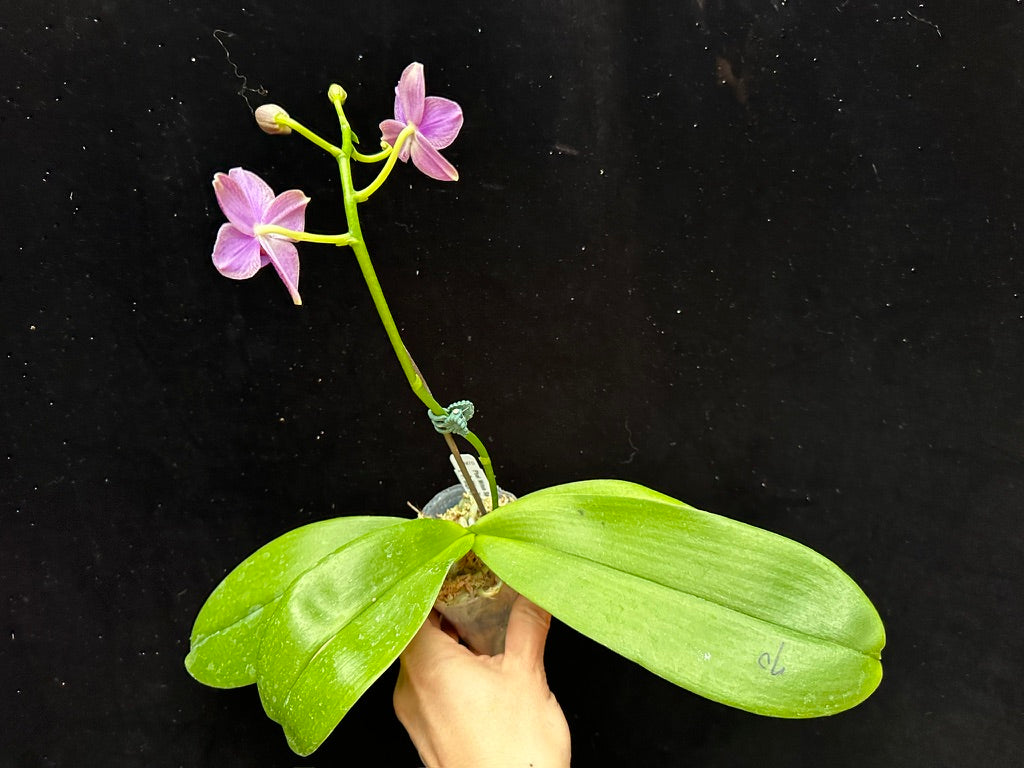 Phalaenopsis Mituo Special Vivien 240211 Flowering