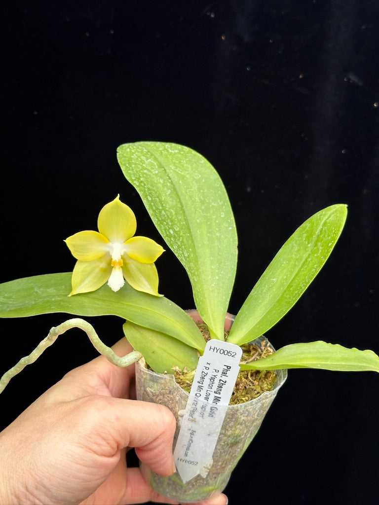 Phalaenopsis Zheng Min Gold 240421 Flowering