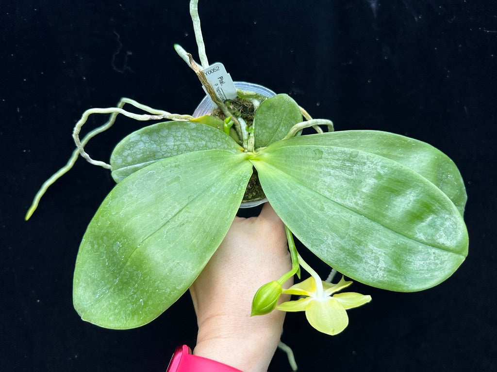 Phalaenopsis Zheng Min Gold 231222 Flowering