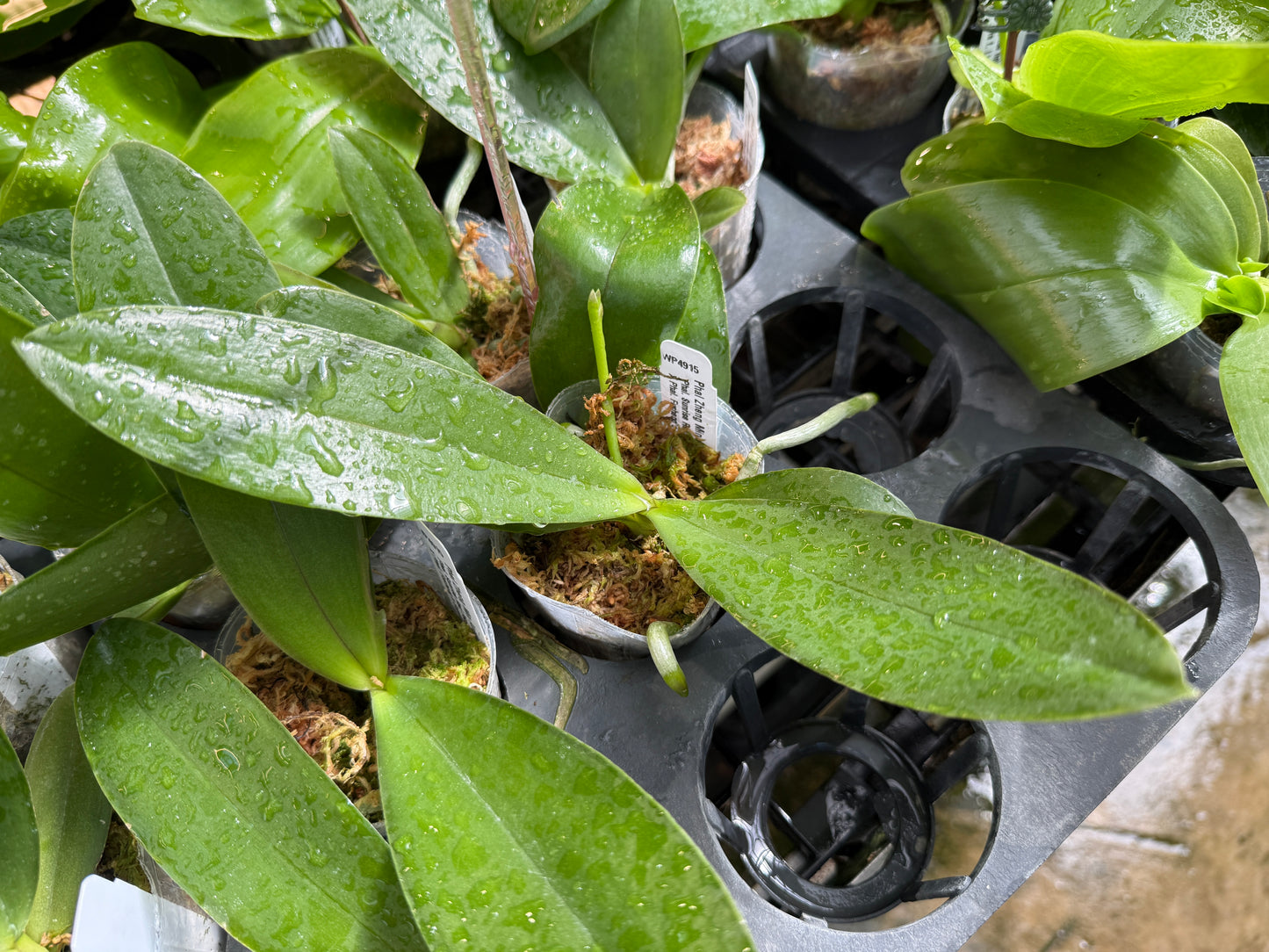 Phalaenopsis Zheng Min Anaconda (clone) Spiking