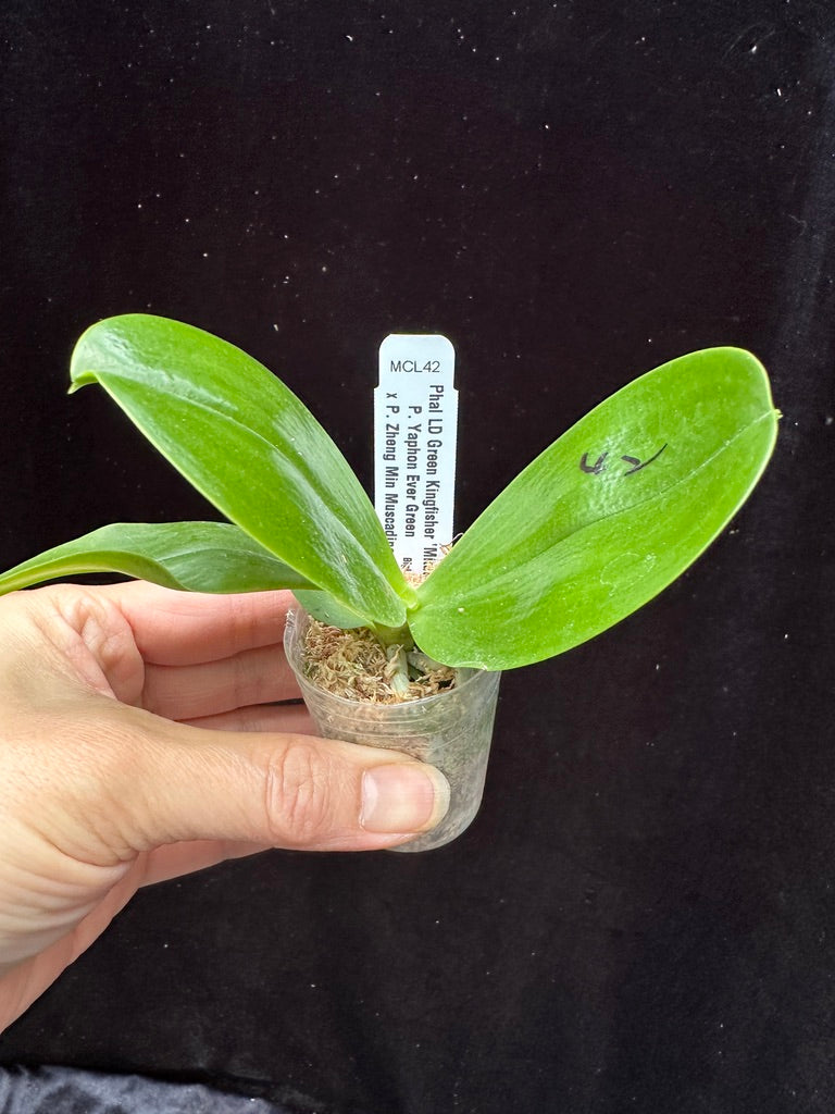 Phalaenopsis LD Green Kingfisher ‘Mituo’