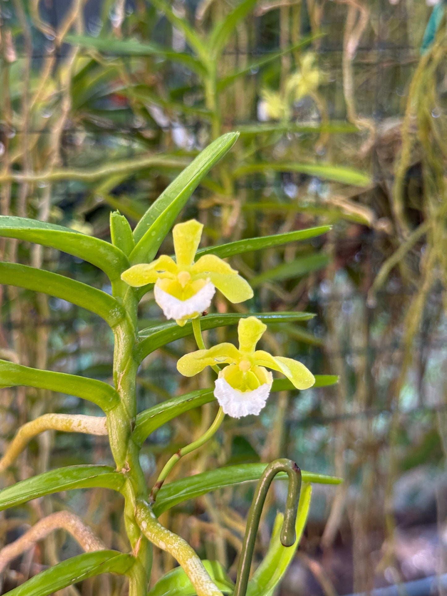 Vanda (Christensonia) vietnamica