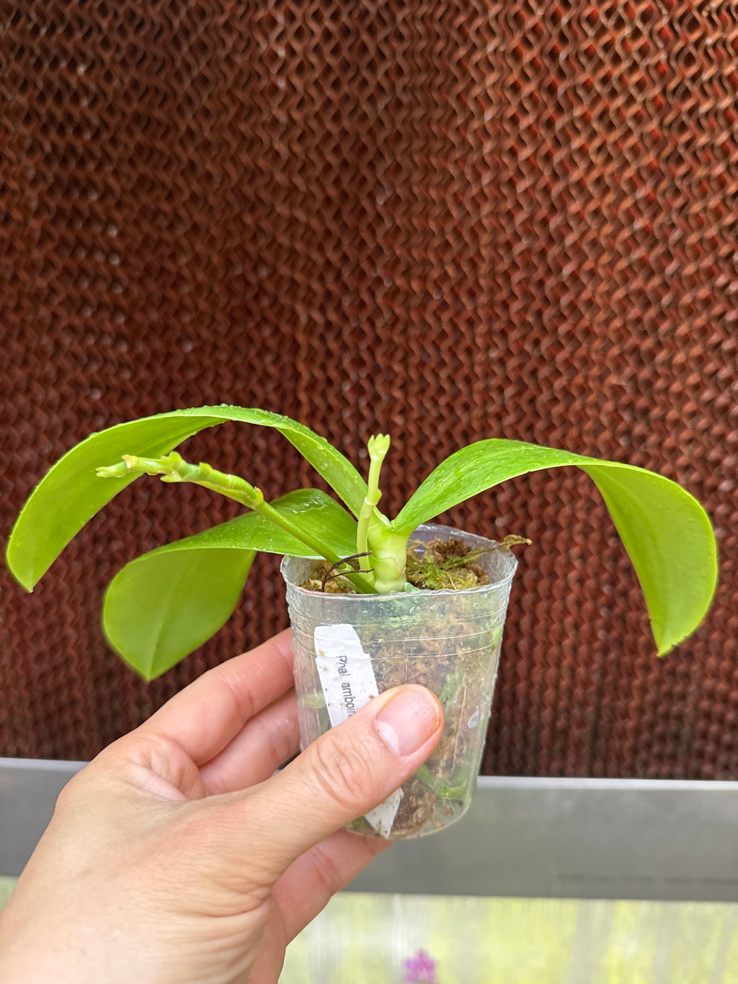 Phalaenopsis amboinensis f. flava x self
