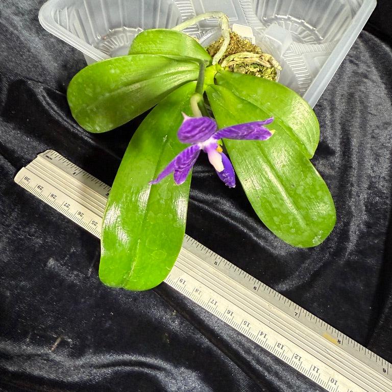 Phalaenopsis Lioulin Blue Pheasant x Lioulin Blue Parrot 241108-A Flowering