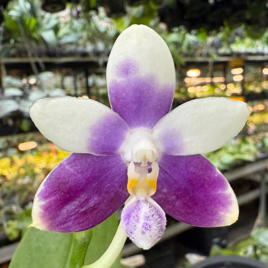 Phalaenopsis (Jennifer Palermo X Lioulin Blue Peacock) 241106 Flowering