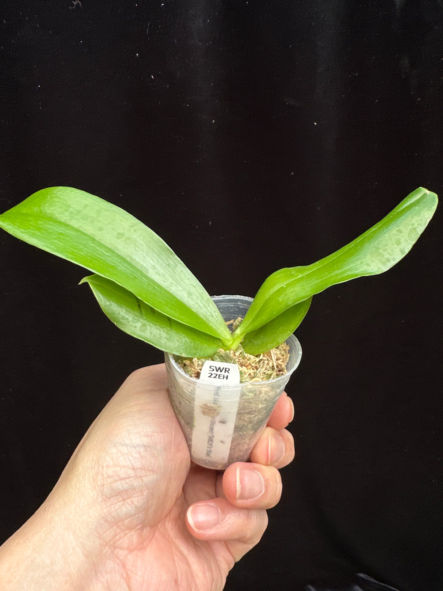 Phalaenopsis Germaine Vincent ('M619' x 'Blue') - Seed Grown