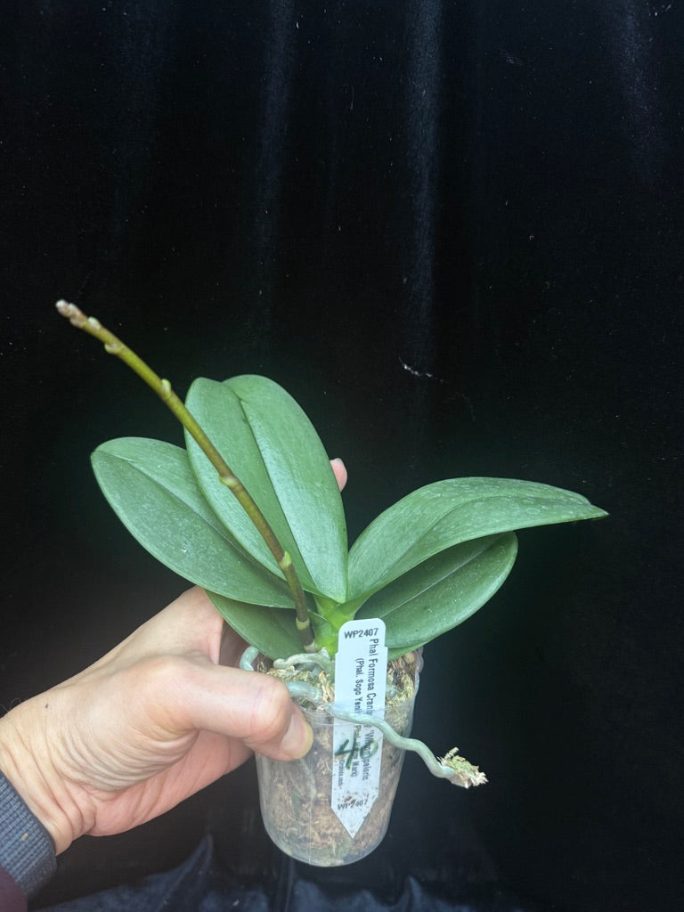 Phalaenopsis Formosa Cranberry 'Wilson' peloric Spiking