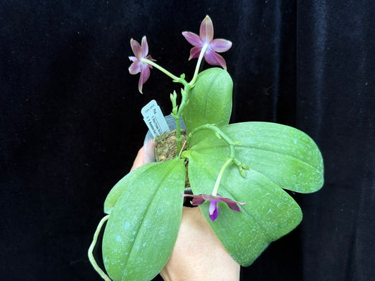 Phalaenopsis Mituo Princess x Mainshow Blue Tint 250511 Flowering Seed Grown 2 spikes