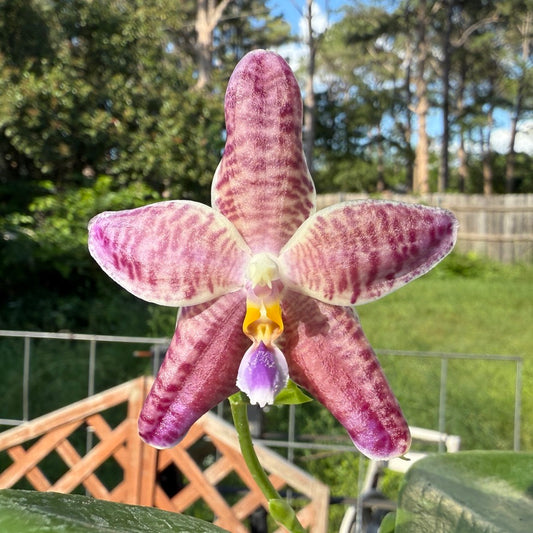 Phalaenopsis Lioulin Blue Peacock x Scott B. Taylor 250509 Flowering