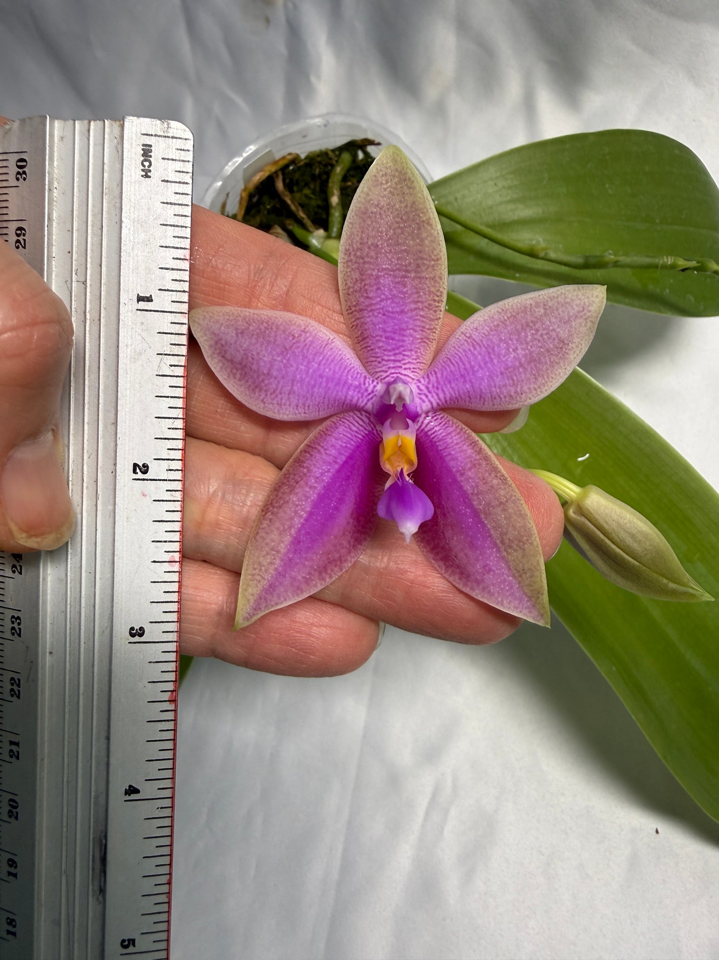 Phalaenopsis Martina Lippold - Seed Grown
