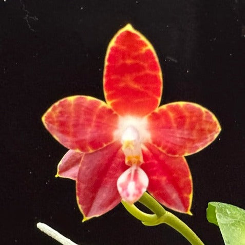 Phalaenopsis LD Passion Boy 240211 Flowering