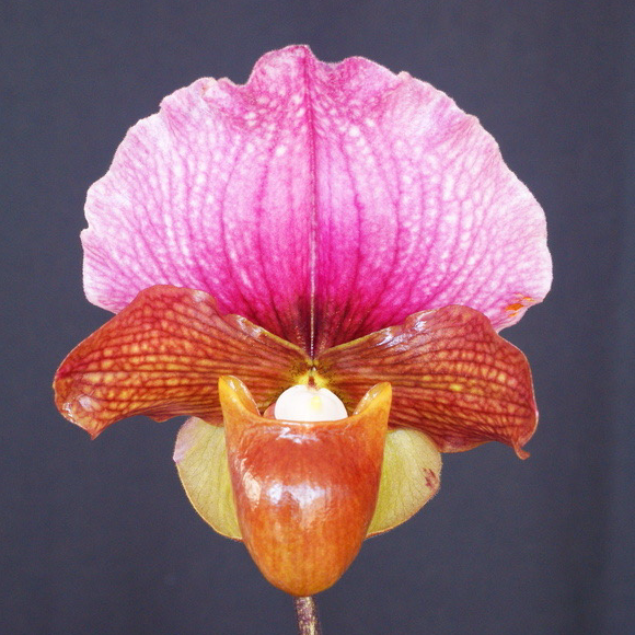 Paphiopedilum charlesworthii (Red)