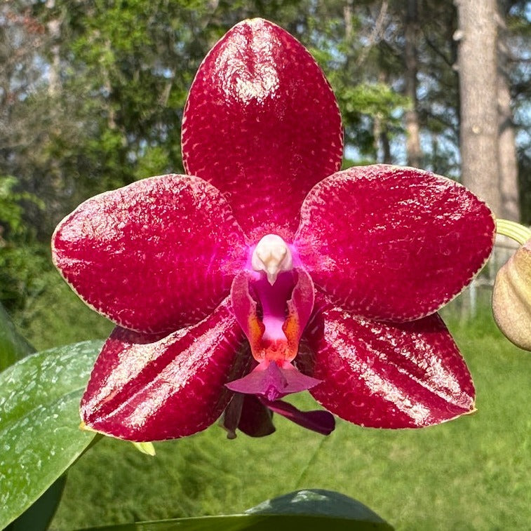 Flowering Orchids – Big Leaf Orchids