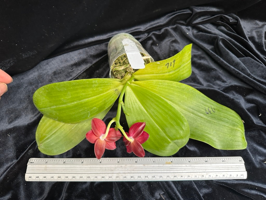 Phalaenopsis Mituo R-King 'Mituo' 230811 Flowering