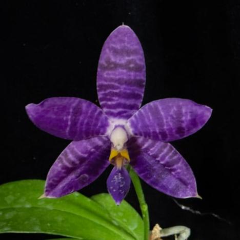 Phalaenopsis Lioulin Blue Pheasant x Lioulin Blue Parrot 241108-A Flowering