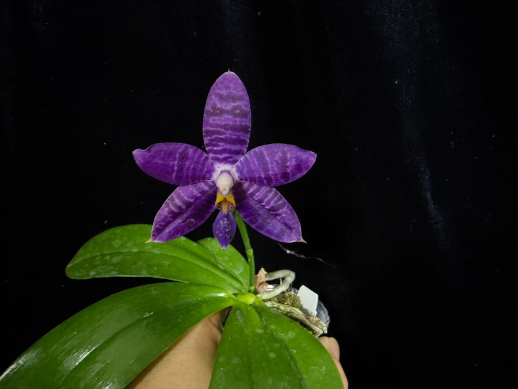 Phalaenopsis Lioulin Blue Pheasant x Lioulin Blue Parrot 241108-A Flowering