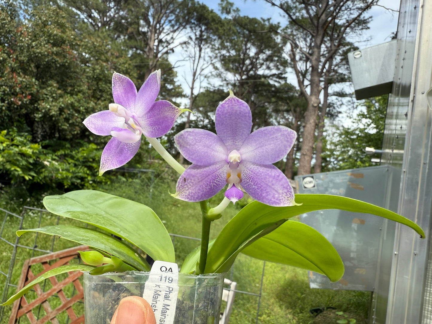 Phalaenopsis Mainshow Pylo - Seed Grown (QA-119)