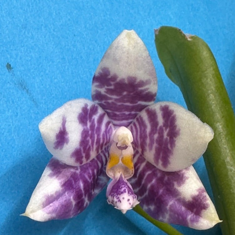 Phalaenopsis (Lioulin Blue Peacock X Lioulin Blue Parrot) KM3461