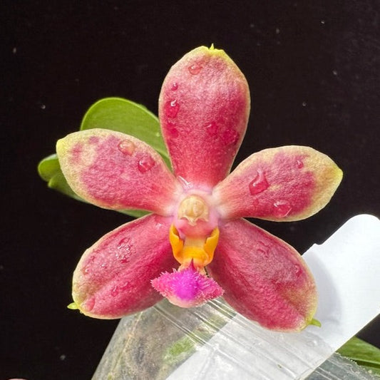 Phalaenopsis Pylo's Surprise 240204 Flowering