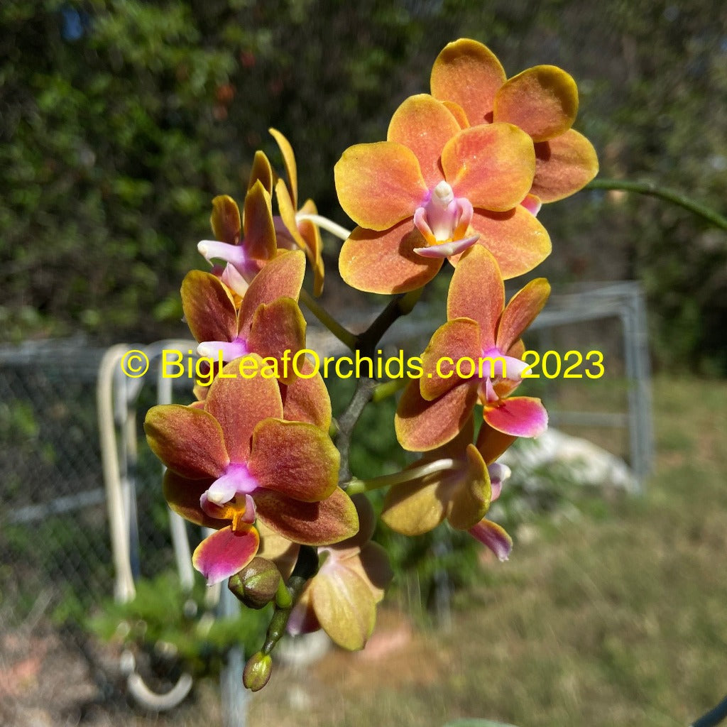 Phalaenopsis Shih Fang Savory Orange 230711