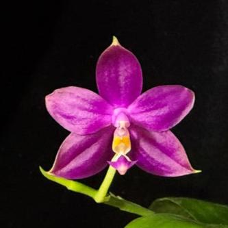 Phalaenopsis Mituo Reflex Dragon x Lioulin Bluebird 241108 Flowering 2 spikes