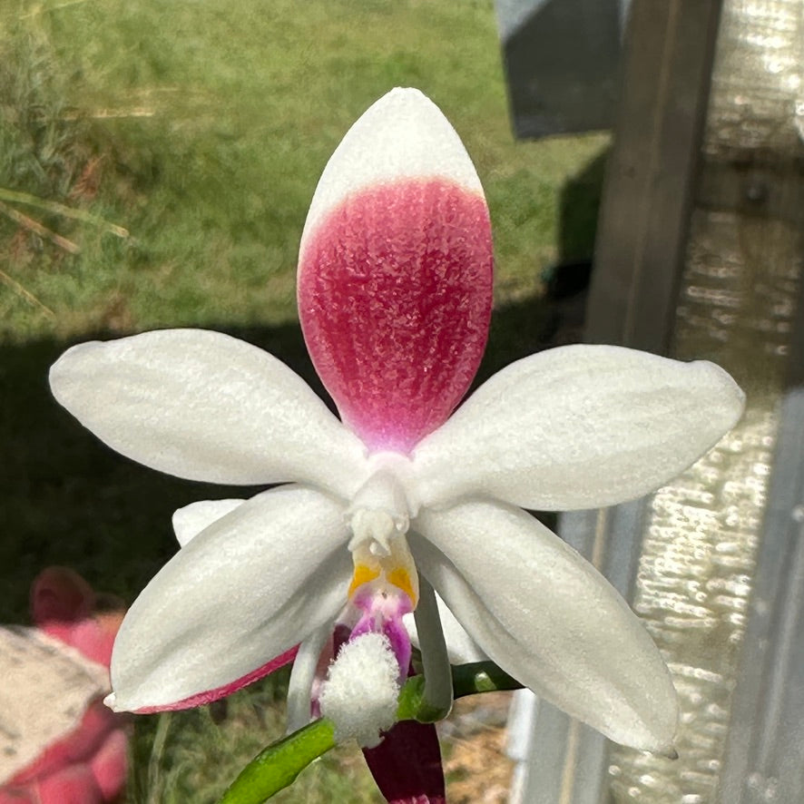 Phalaenopsis tetraspis 'C1' 250214 Flowering 3 spikes