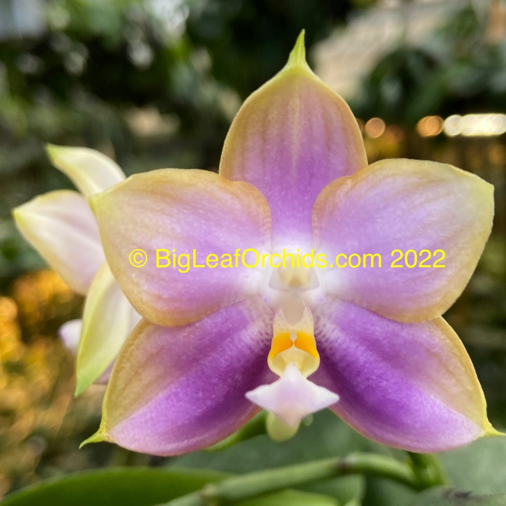 Orchid Compot Phalaenopsis Mituo Reflex Dragon-CTL Presaro Sunrise - 3 Seedlings