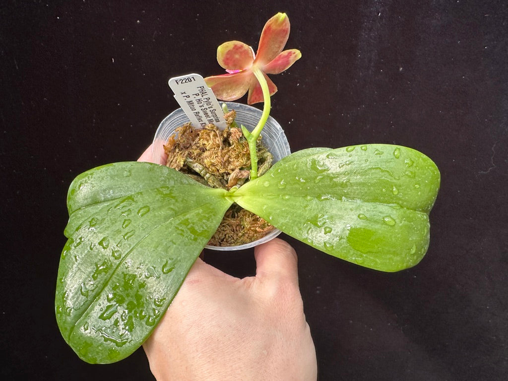 Phalaenopsis Pylo's Surprise 240204 Flowering