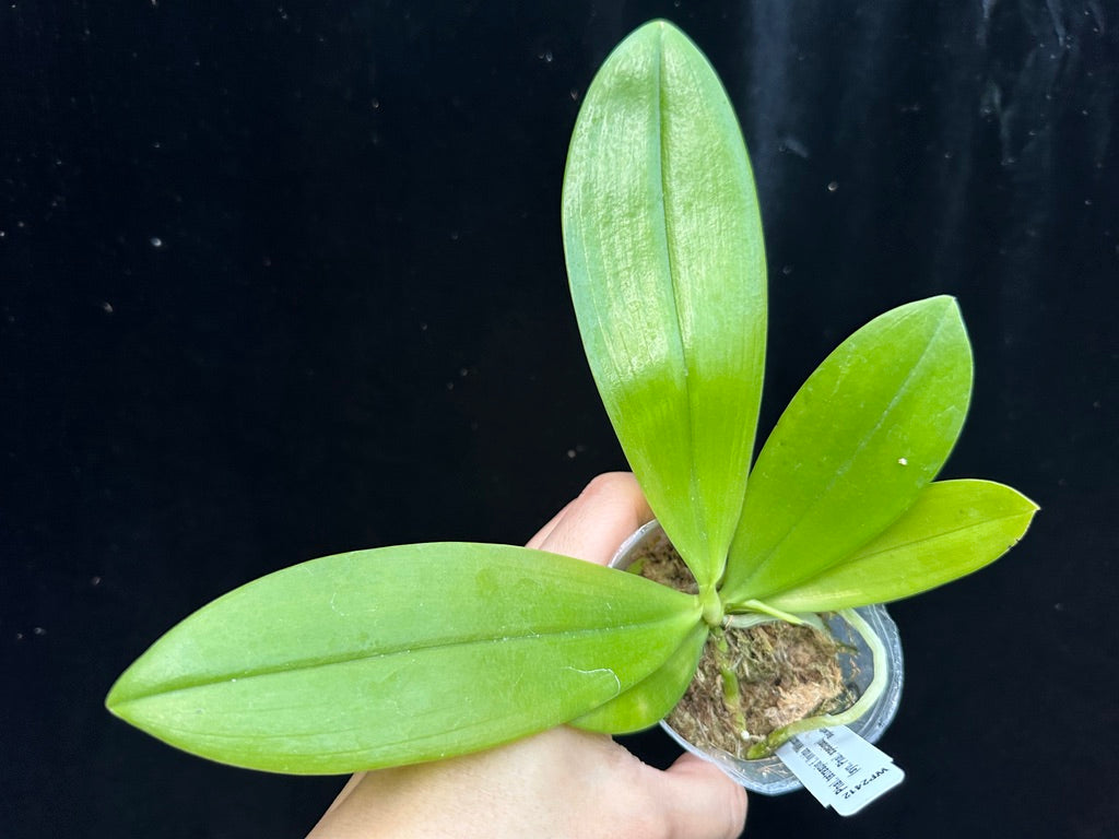 Phalaenopsis tetraspis 'Wilson 712'