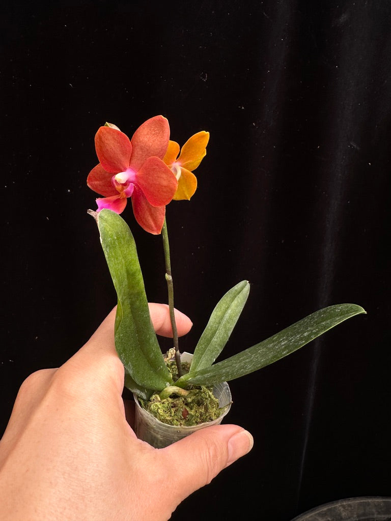 Phalaenopsis Unique Lady Georgie 'LM280'