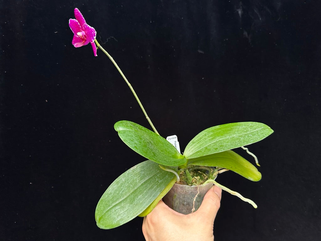 Phalaenopsis (Mituo Sun 'Yin' × Yuda Blood Red) 230806 Flowering
