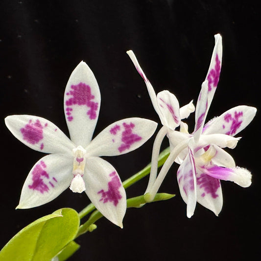 Phalaenopsis tetraspis 'Wilson 214' 240612 Flowering