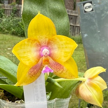 Phalaenopsis Mituo Gelb Eagle x Mituo GH King Star 250515C Flowering