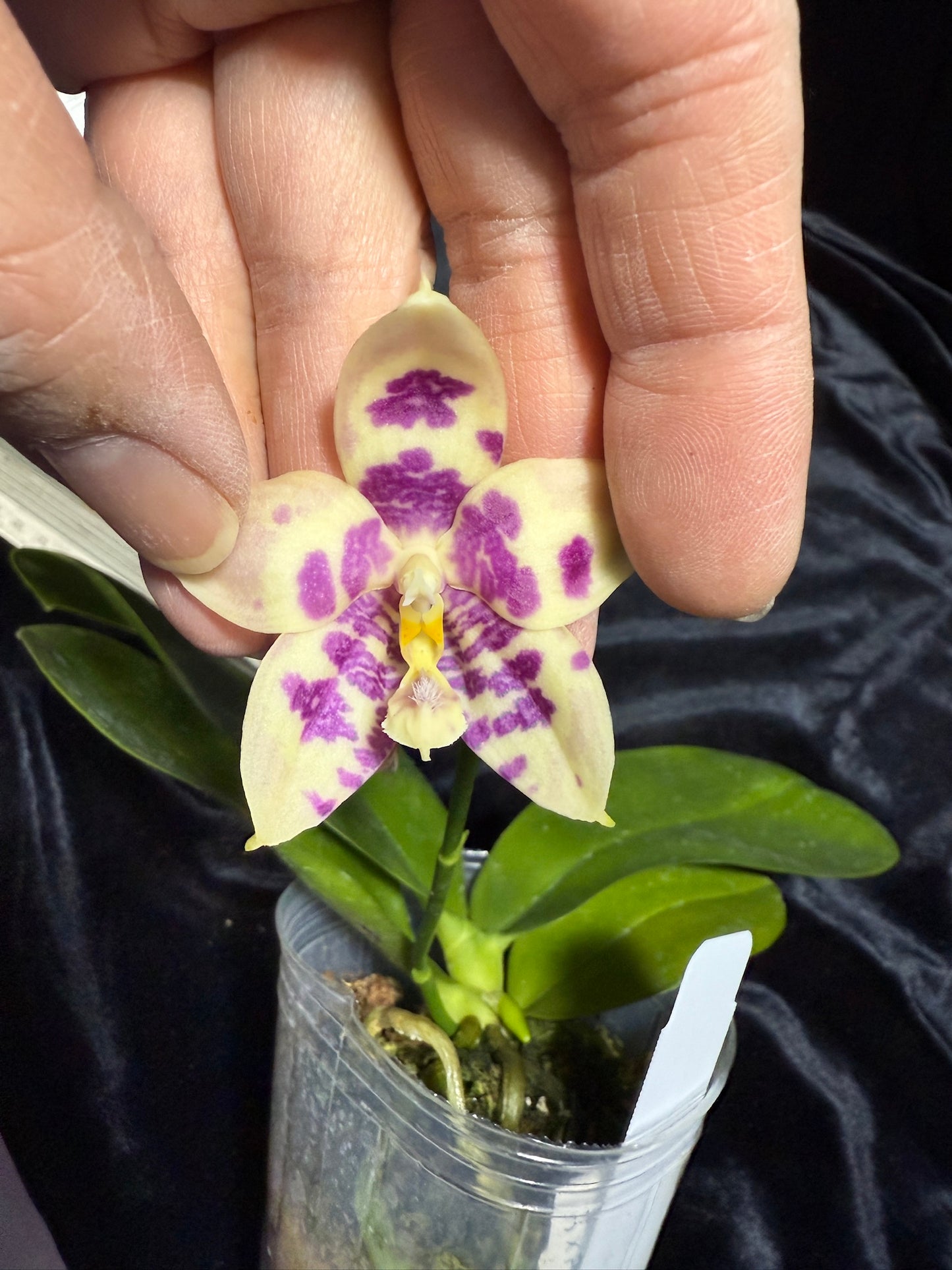 Phalaenopsis (Lioulin Blue Peacock X Lioulin Blue Parrot) KM3461